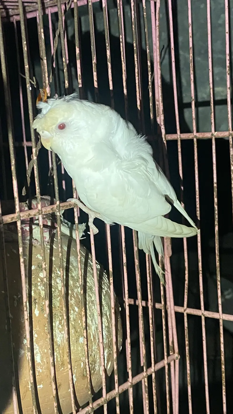 Frill back budgie pair — photo 5