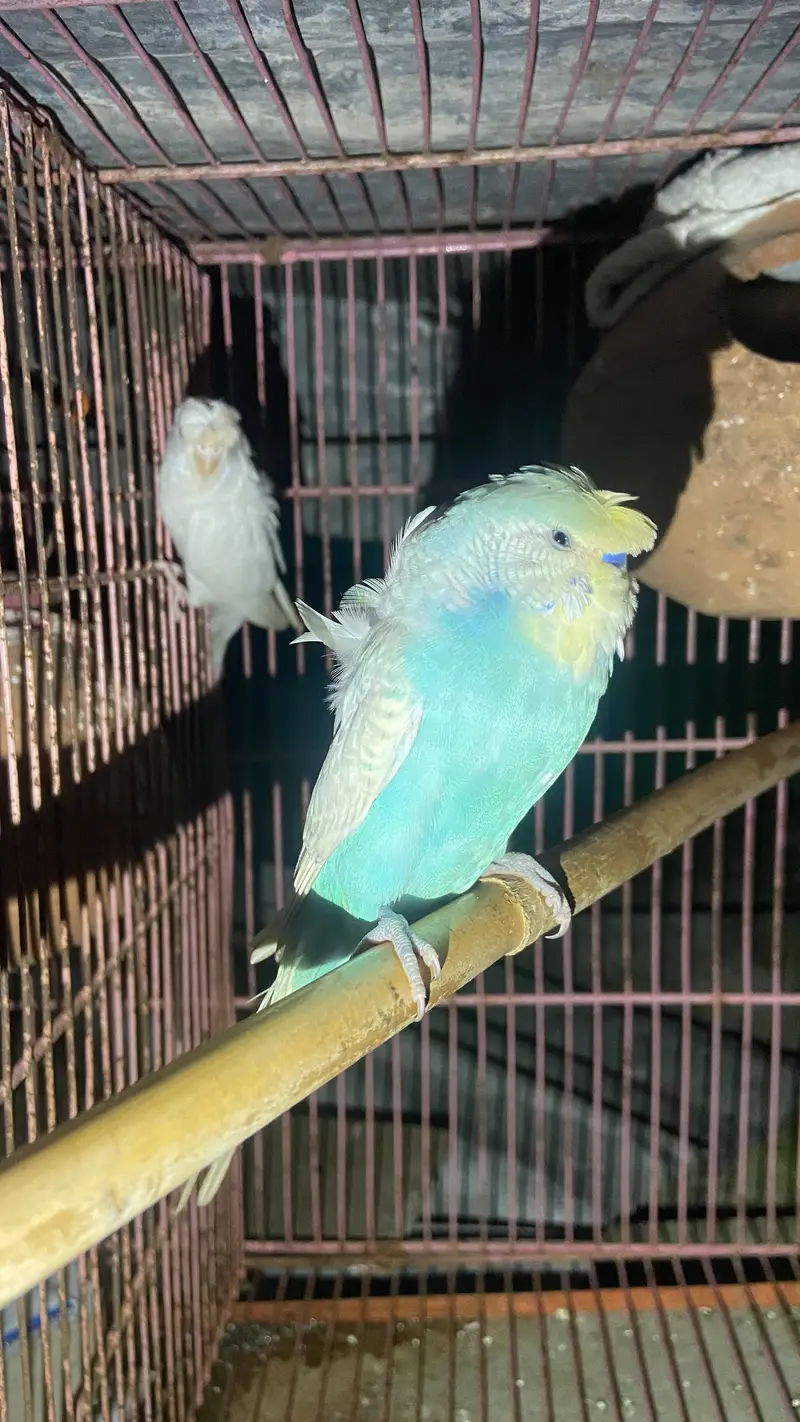 Frill back budgie pair — photo 6