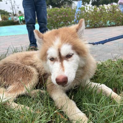 Husky Full Active & Vaccinated
