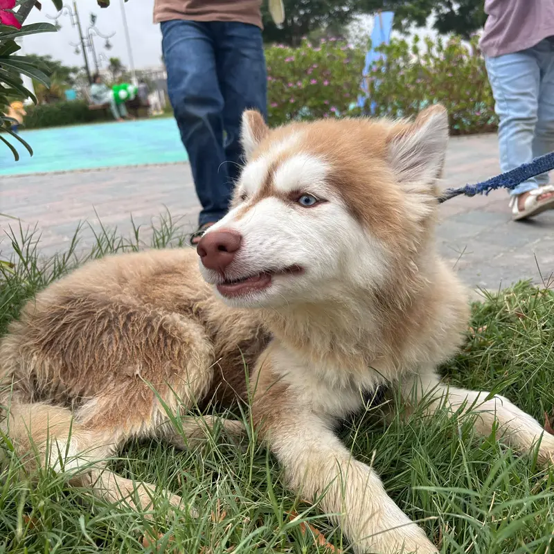 Husky Full Active & Vaccinated — photo 2