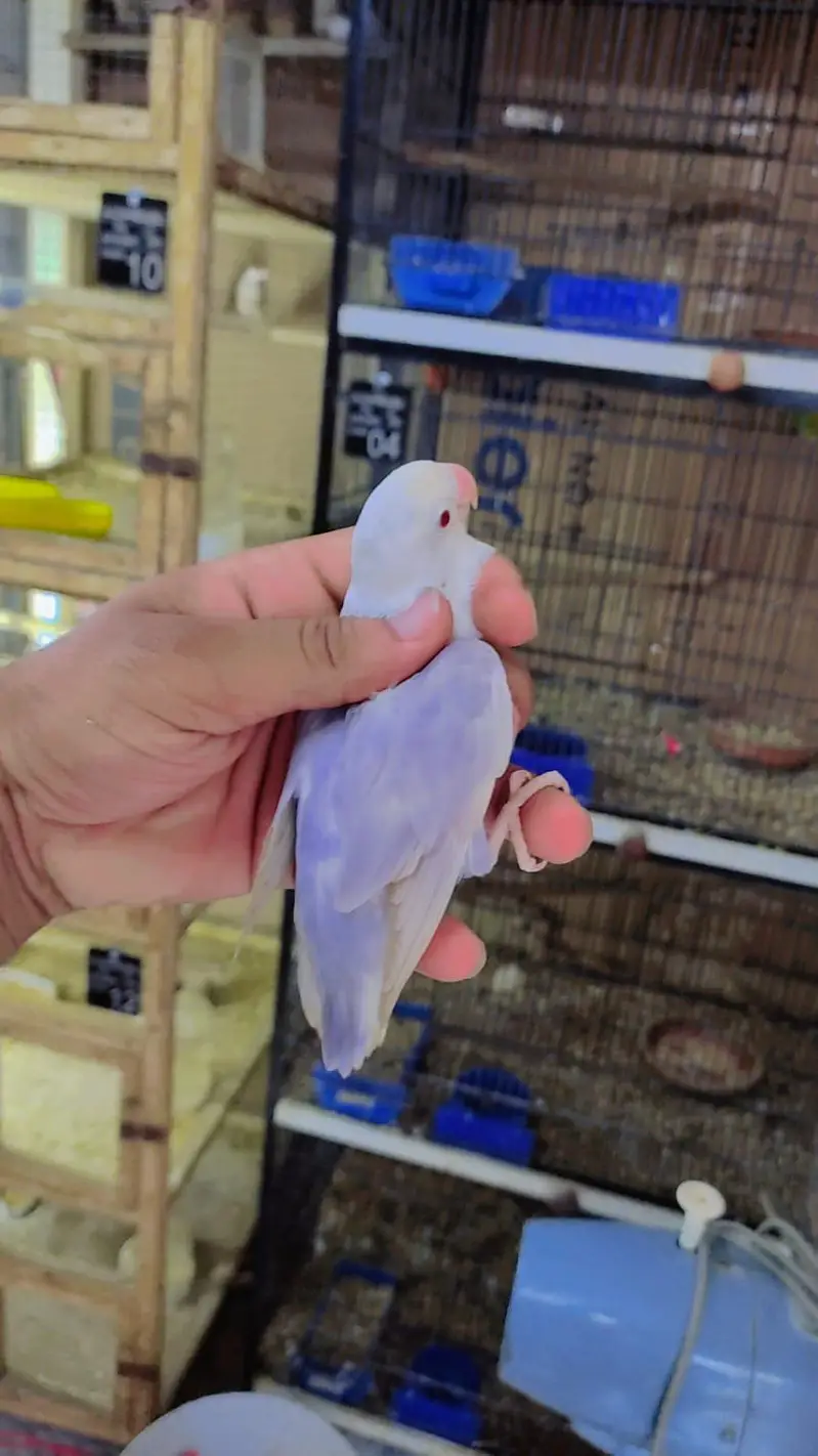 Violet Opline Palefellow Breeder Female — photo 2
