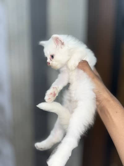 White Long-Hair Kitten Pair