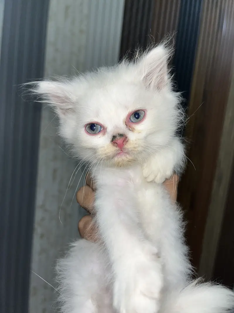 White Long-Hair Kitten Pair — photo 2