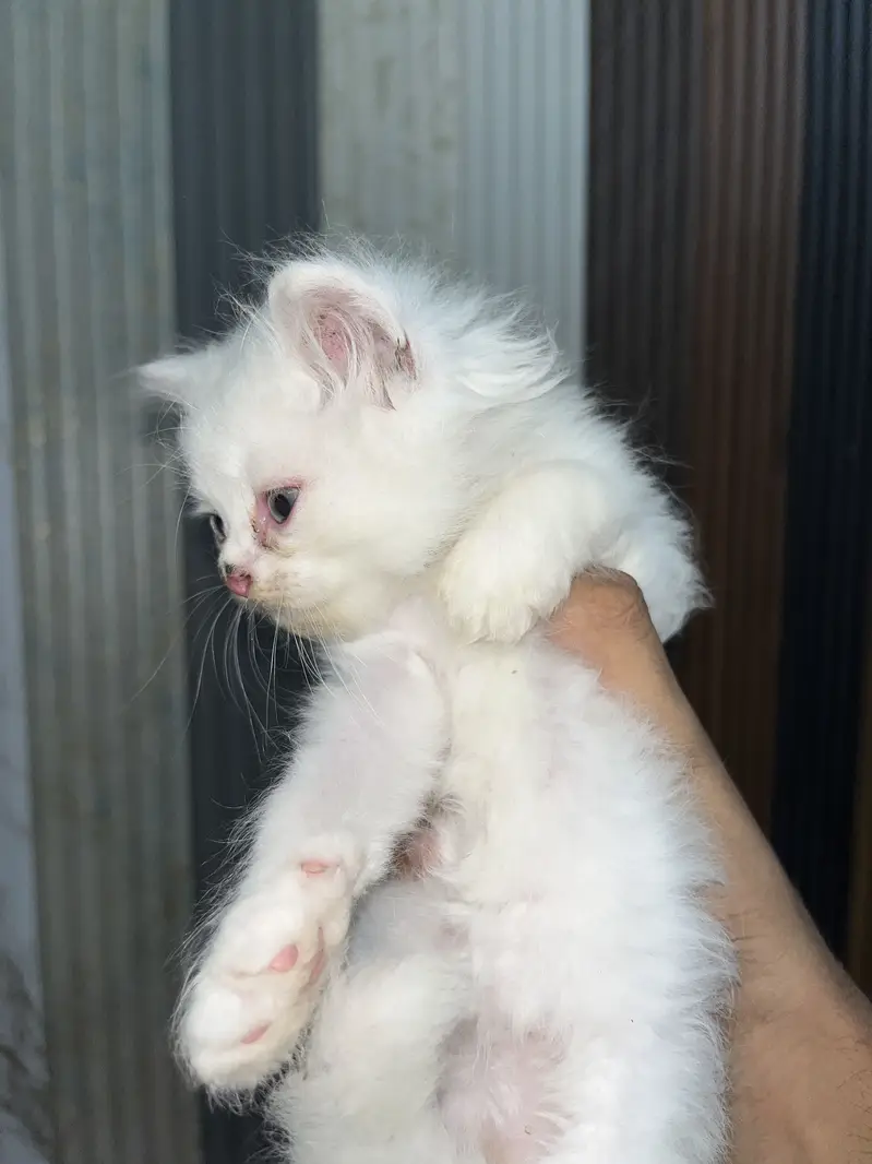 White Long-Hair Kitten Pair — photo 3