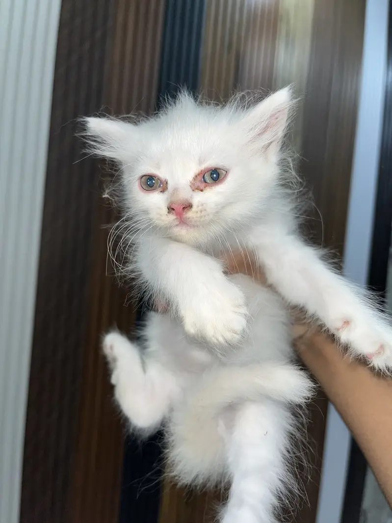 White Long-Hair Kitten Pair — photo 4