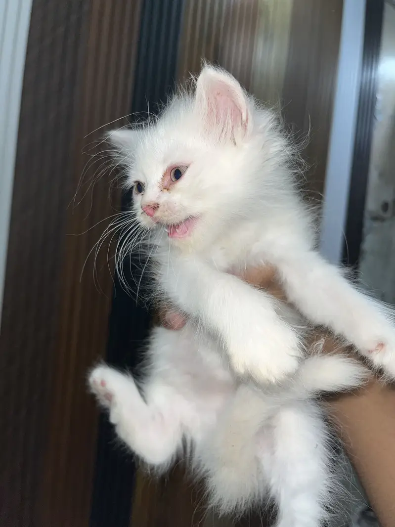 White Long-Hair Kitten Pair — photo 5