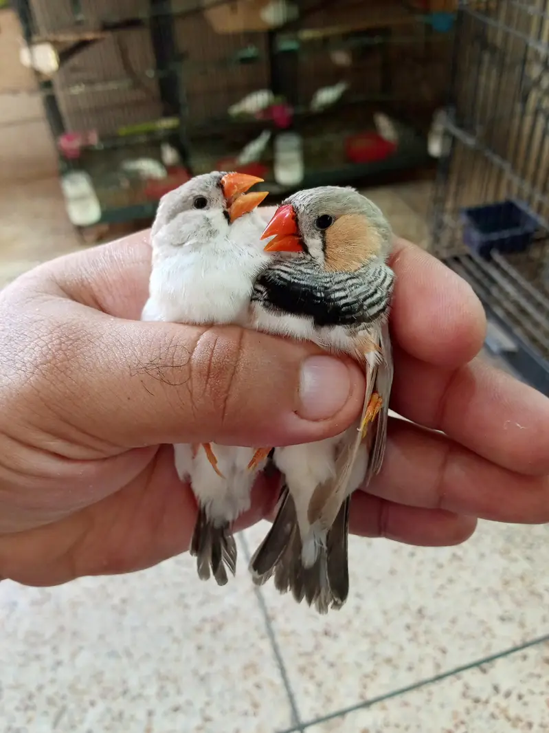 Exhibition Finch Mutation pairs