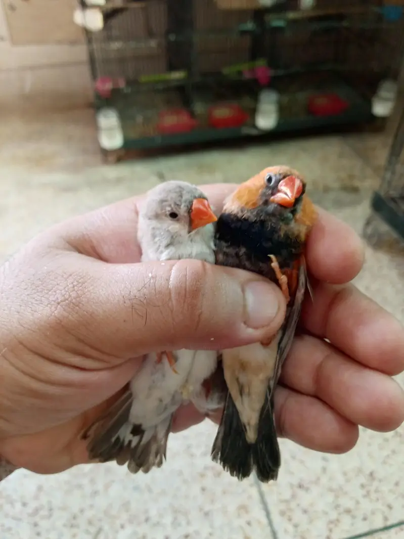 Exhibition Finch Mutation pairs — photo 2
