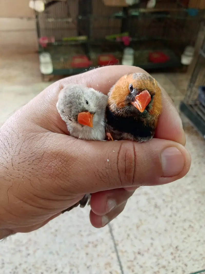 Exhibition Finch Mutation pairs — photo 3