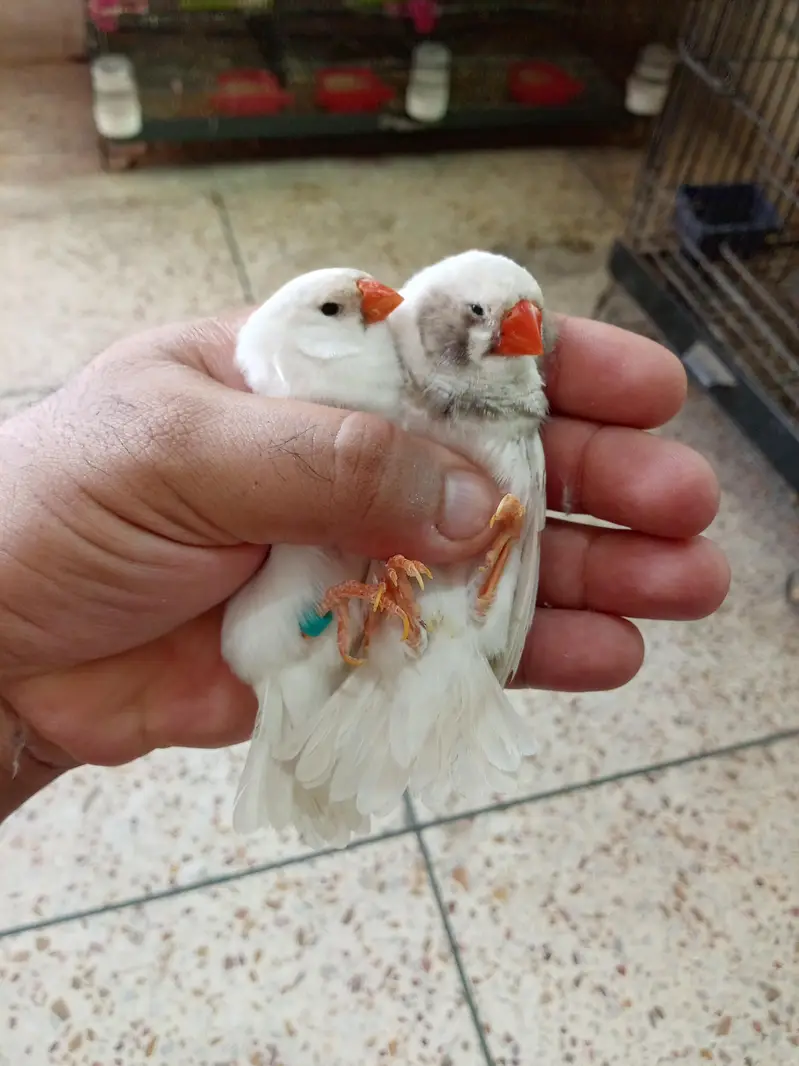 Exhibition Finch Mutation pairs — photo 4