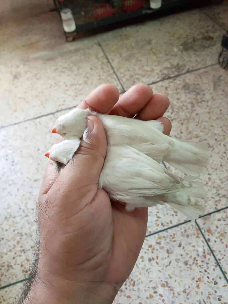 Exhibition Finch Mutation pairs — photo 5