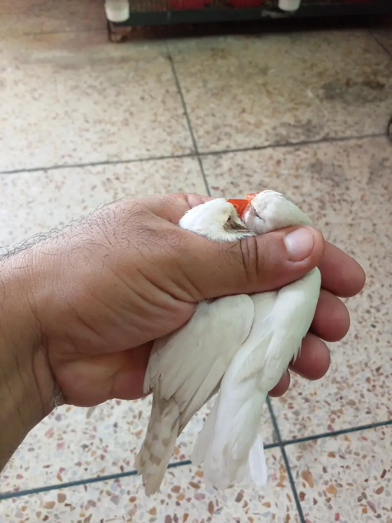 Exhibition Finch Mutation pairs — photo 6