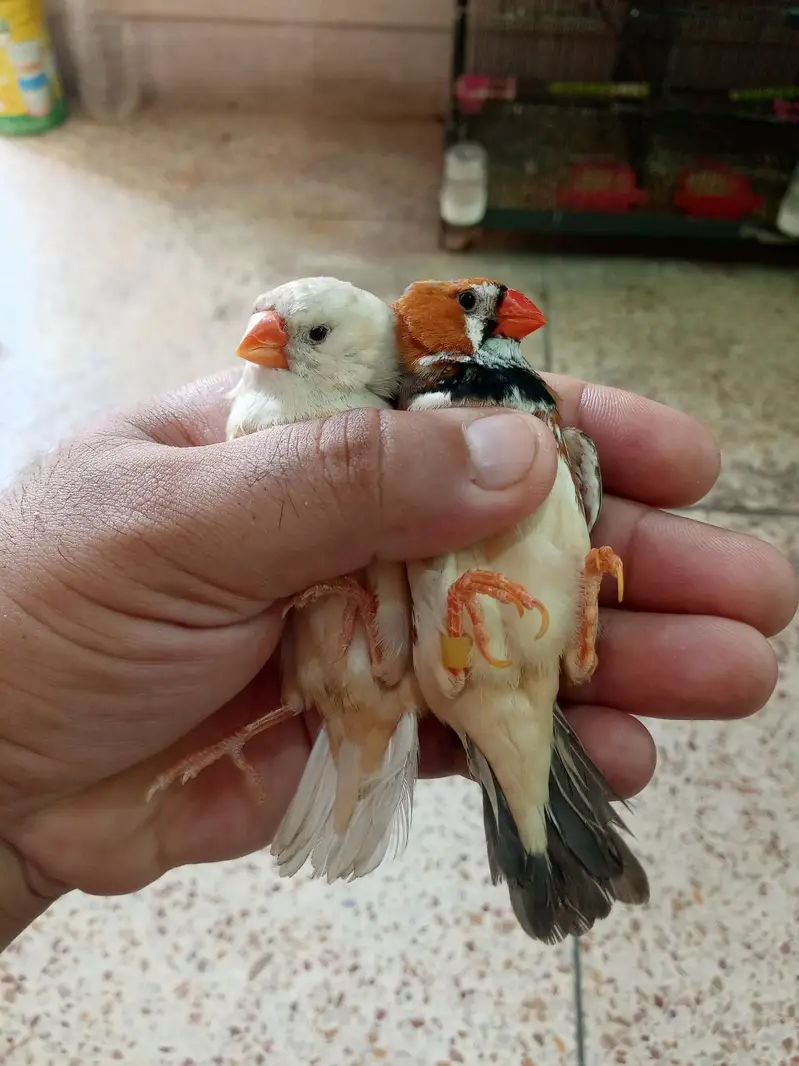 Exhibition Finch Mutation pairs — photo 7