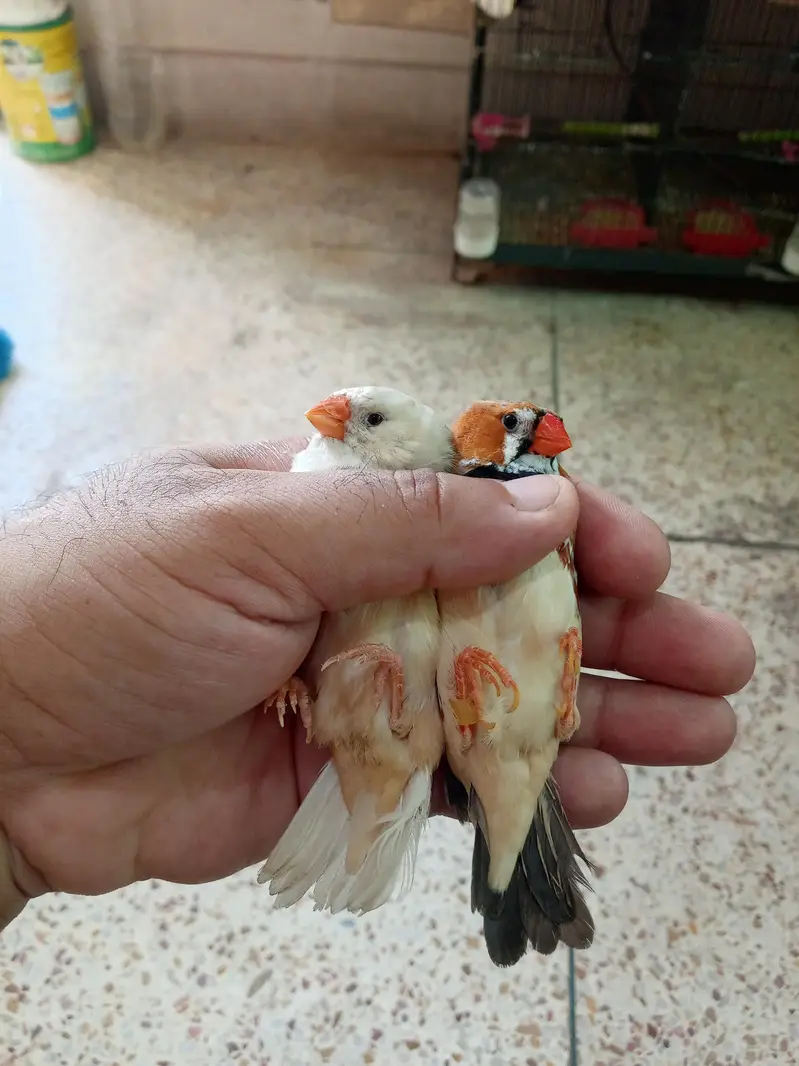 Exhibition Finch Mutation pairs — photo 8