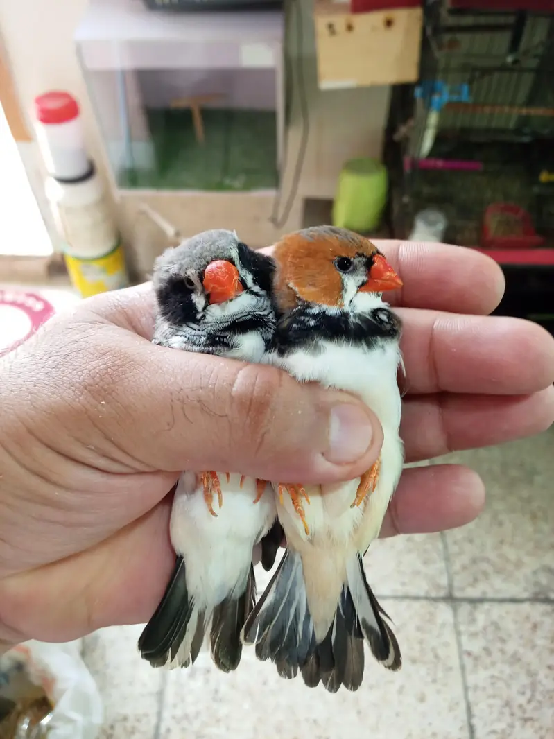 Exhibition Finch Mutation pairs — photo 9