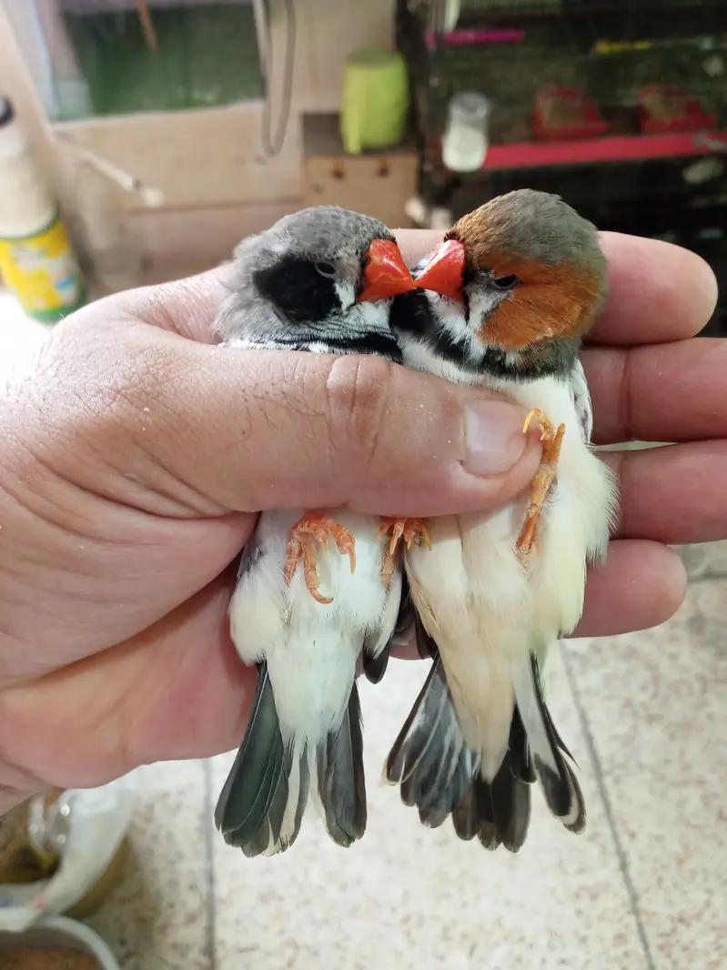 Exhibition Finch Mutation pairs — photo 10