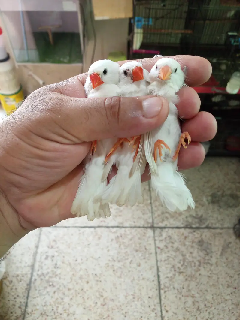 Exhibition Finch Mutation pairs — photo 11