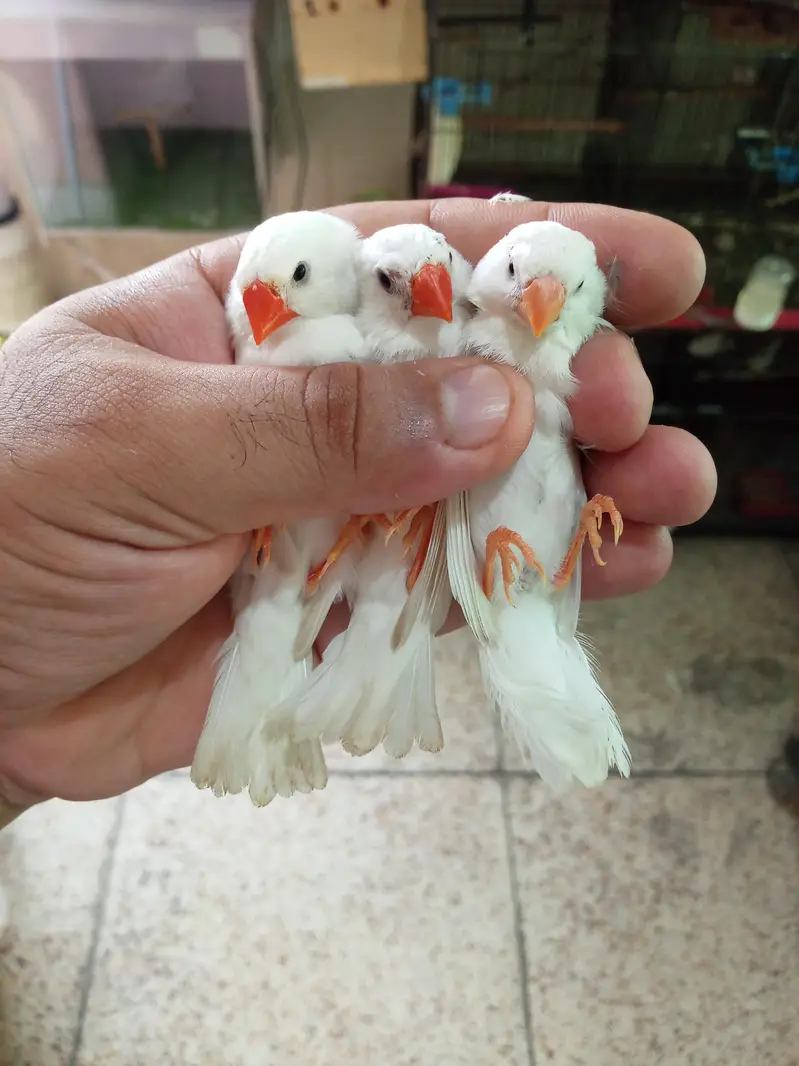 Exhibition Finch Mutation pairs — photo 12