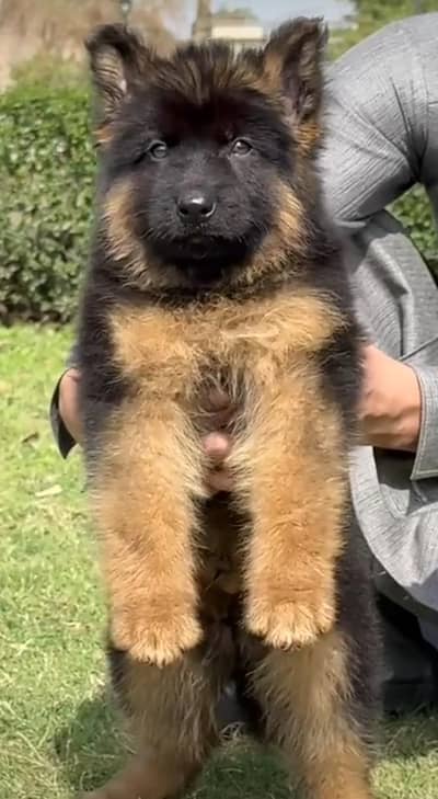 German shepherd puppies for sale healthy