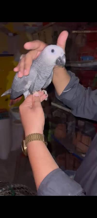African Gary parrot for sle