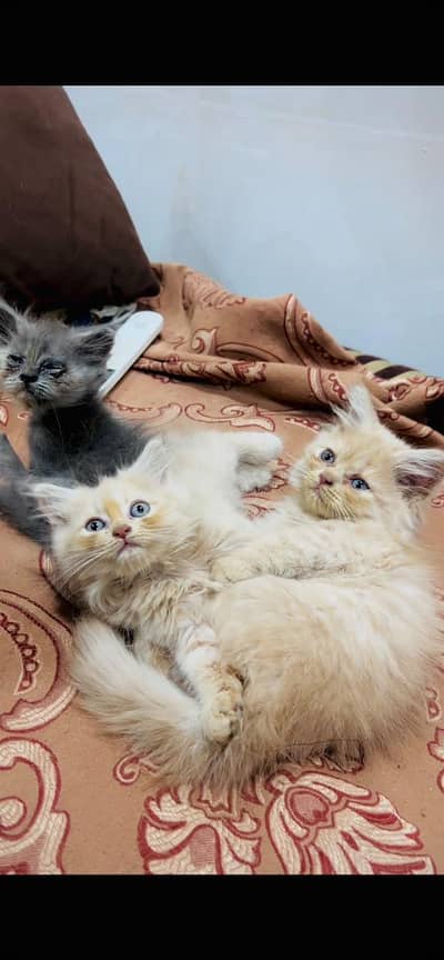 Kittens for sale