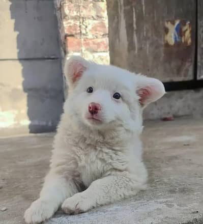 Russian puppy dog for sale 2 month age WhatsApp number 03416415804