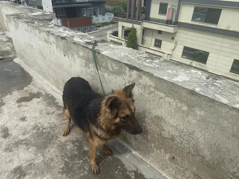 German shepherd female — photo 2