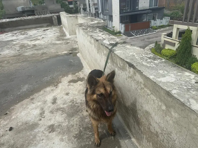 German shepherd female — photo 3