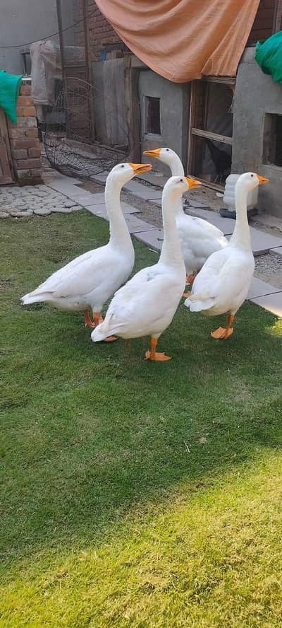 Long Neck Duck / white goose