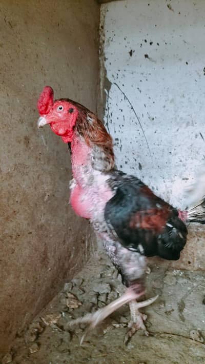 heera morgi ,lakha morga
