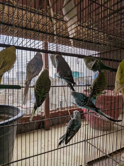Budgies