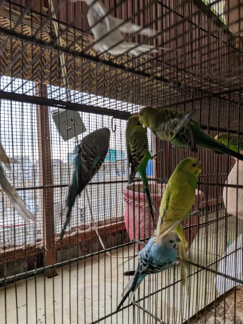 Budgies — photo 2