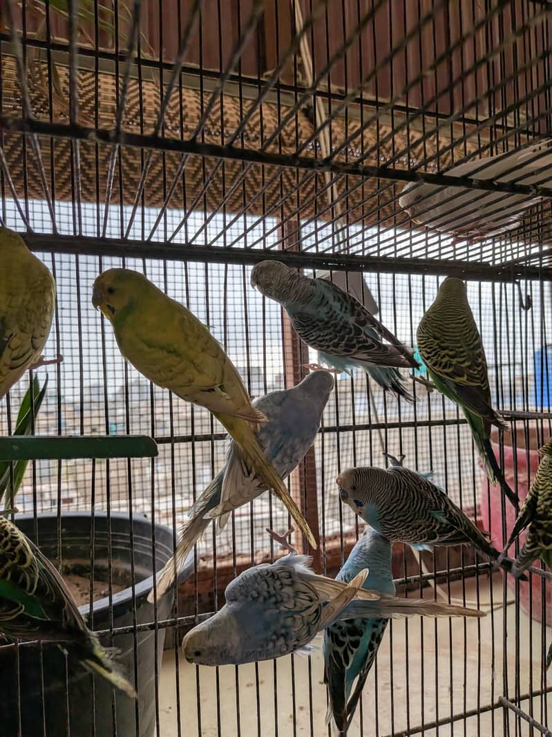 Budgies 2