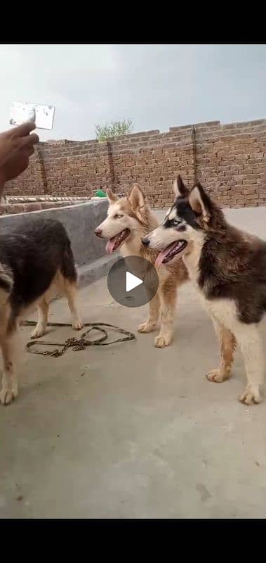 wolly coat husky puppies