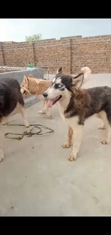 wolly coat husky puppies — photo 2
