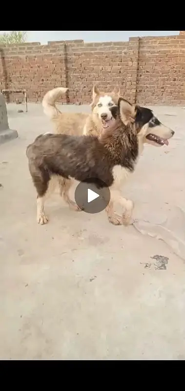 wolly coat husky puppies — photo 3