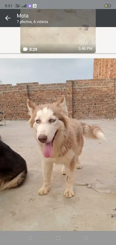 wolly coat husky puppies — photo 4