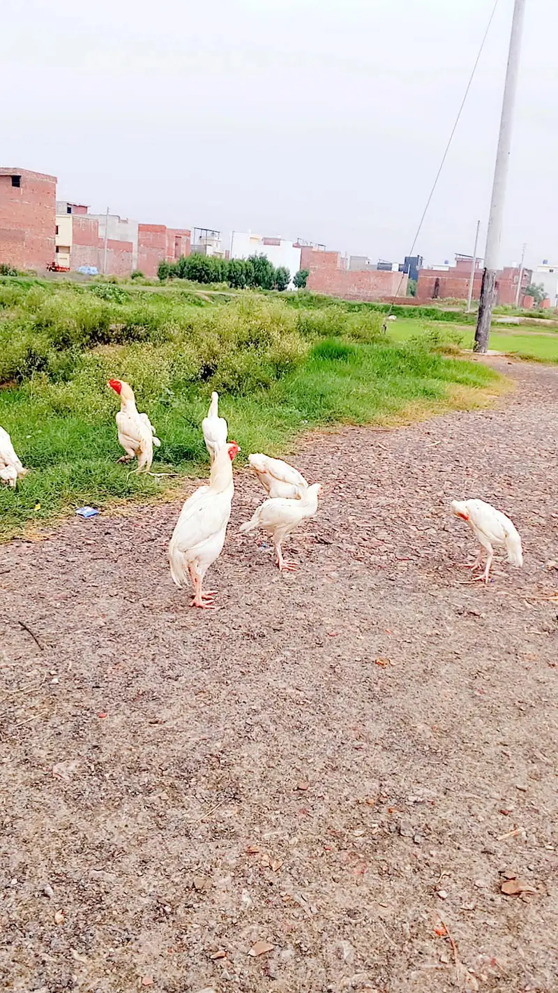 03455734910وائٹ سپ — photo 2