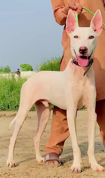 pure kohati gultair mail 5 month for sale available