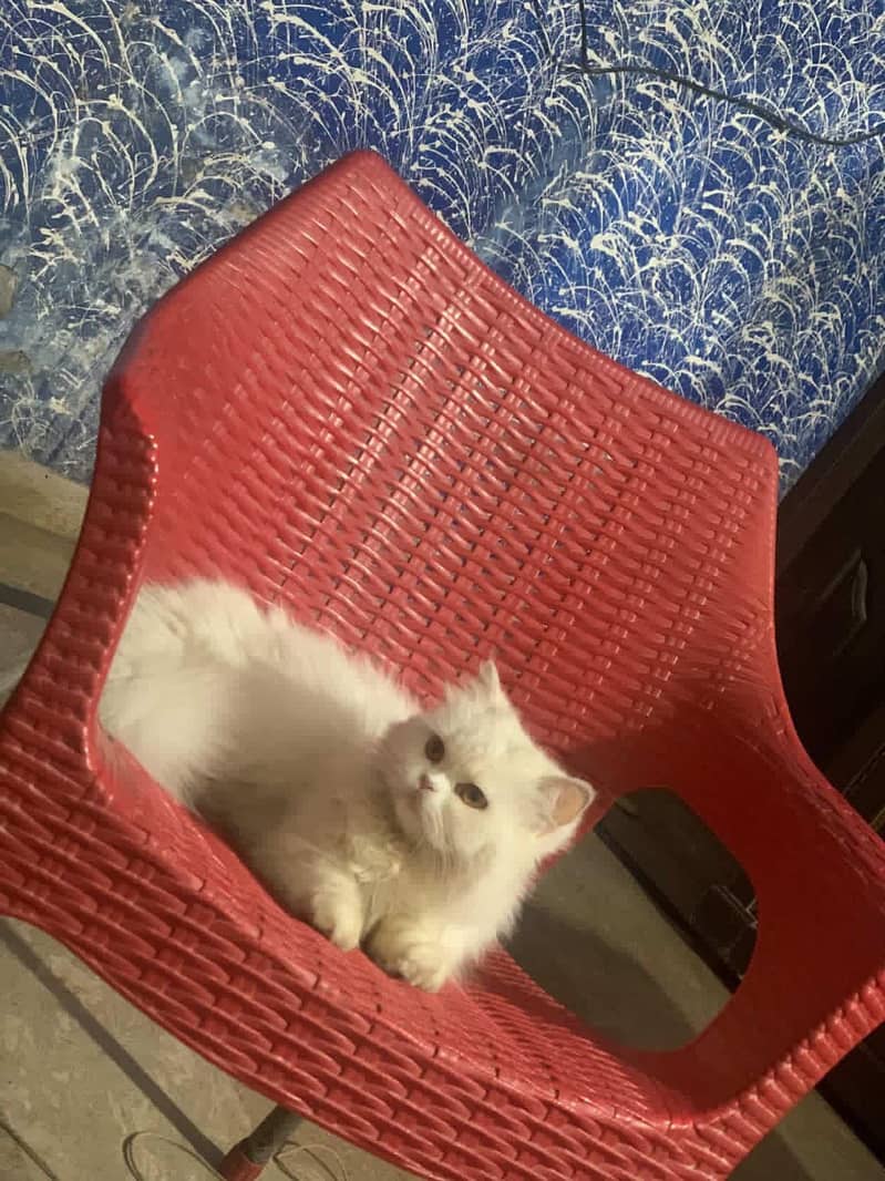 Persian double cot 0