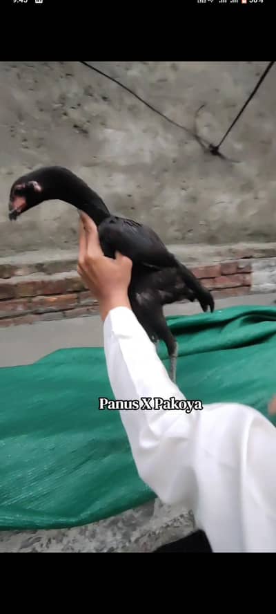 pnaus X Pakoya