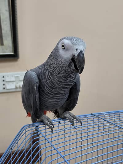 African Grey Smart Parrot Hand Tame All ok