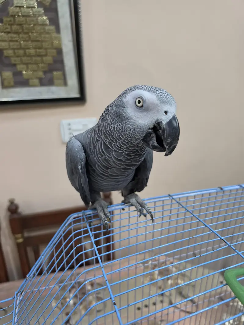 African Grey Smart Parrot Hand Tame All ok — photo 2