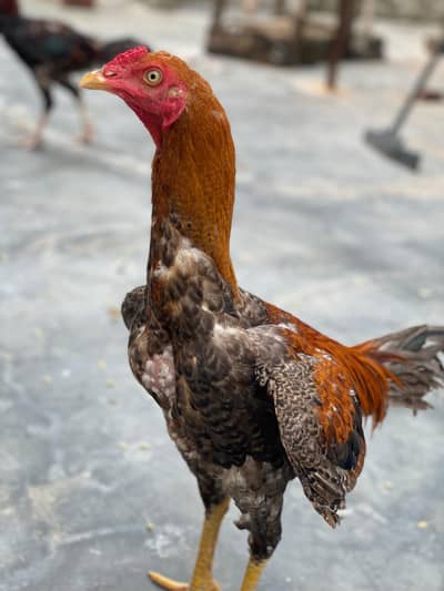 Hens for sell