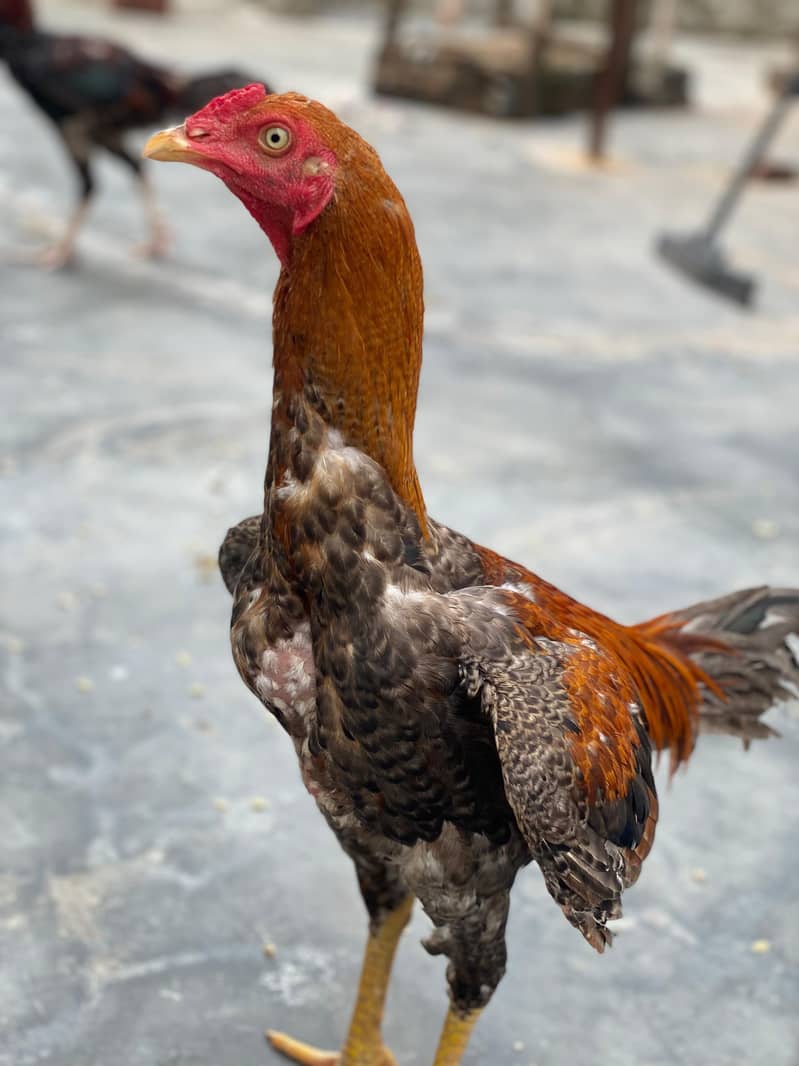 Hens for sell 0