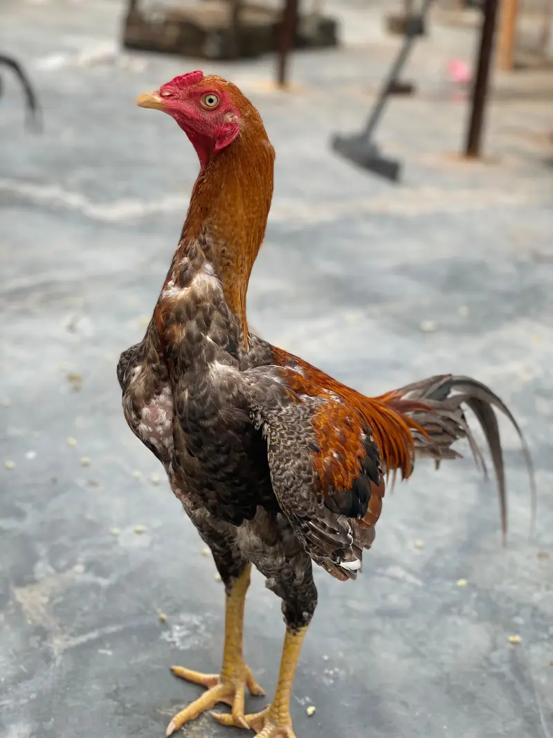 Hens for sell — photo 2