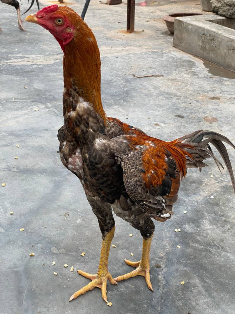 Hens for sell 2