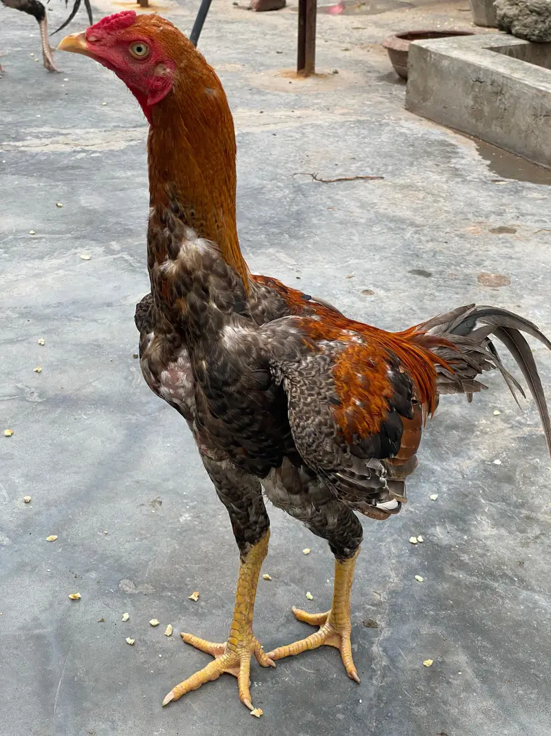Hens for sell — photo 3
