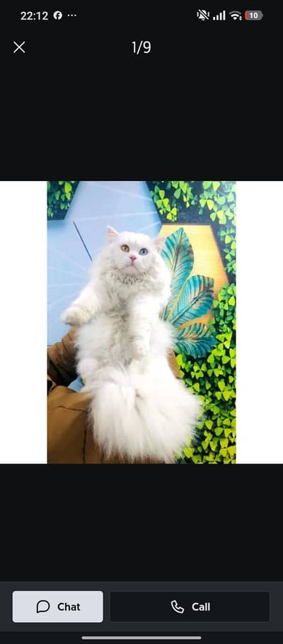 Persian cat rs 15000