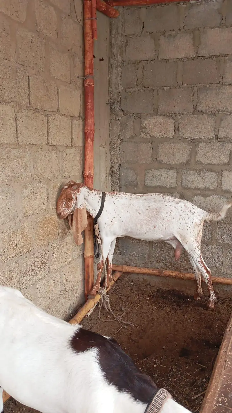 makha Chini Bakri — photo 2